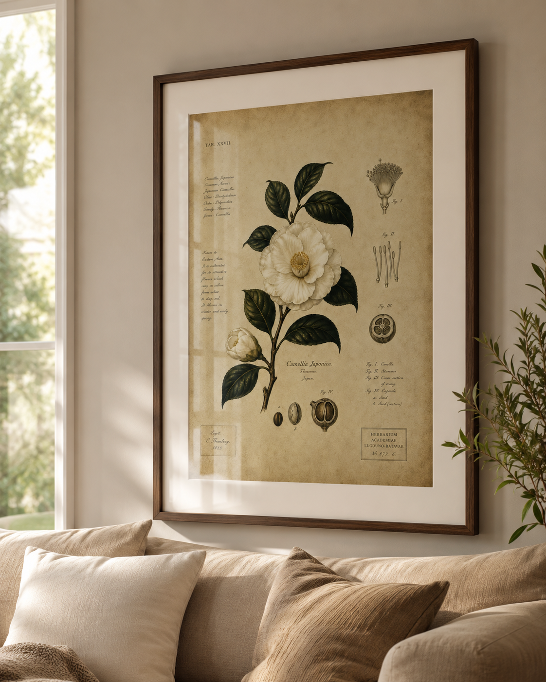 Camellia Japonica - Framed Poster